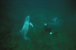 Bottlenose dolphin and diver interaction - Whyalla - Sout... by Ron Hardman 
